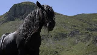 Pyrénées Ariégeoises  Terre de races localesLe Cheval Castillonnais [upl. by Lilybelle]