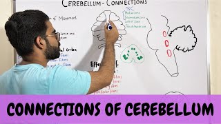 CONNECTIONS OF CEREBELLUM  NEUROANATOMY OF CEREBELLUM PART 3 [upl. by Yelsel]