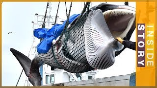 Why is Japan killing whales  Inside Story [upl. by Kcirrej]