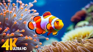 Aquarium 4K VIDEO ULTRA HD  Beautiful Coral Reef Fish  Sleep Relaxing Meditation Music [upl. by Nauqat350]