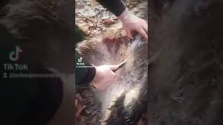 Praktična primena noža iz moje radionice u lovištu viralvideo handmade hunting wildboar fyp [upl. by Aynotal]