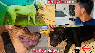 Finally Rescue Hogya Khud He Ghar K Bhar Aagya🐶 BlackKing Ko Same Redking Vali Problem Hogye😰 [upl. by Dlopoel]