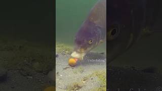 fishing fish carp carpfishing catchandrelease underfishing underwater animals fail shorts [upl. by Ennovahc]