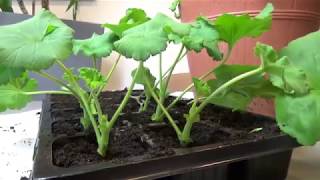 Jak rozmnażać pelargonie How to take cuttings of geranium [upl. by Arlana]