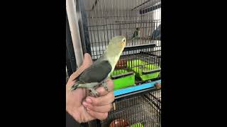 Double Dark Turquoise Fischeri fischer sunconurebird agapornis birds lovebirds parrot [upl. by Eadrahs]