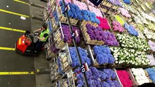 Aalsmeer Royal Holland Flower Auction by Iskamdaletya [upl. by Eiznyl]