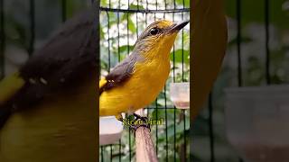 Burung Mantenan Gunung Betina Gacor [upl. by Rehteh]