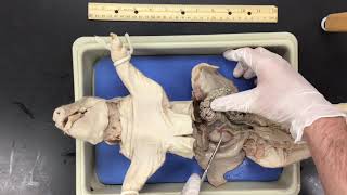 Fetal Pig Dissection [upl. by Abby727]