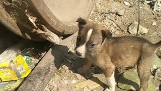 Puppies started living in train lines [upl. by Endor]