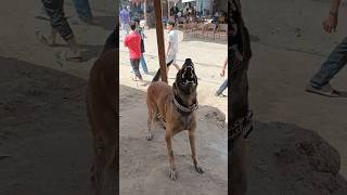 كلب مالينو خطر مكرونهالمشاكس اشرسكلابفىمصر dog اكسبلور malinois pitbull germanshepherd [upl. by Yrdnal]