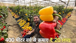 Profitable Capsicum farming in Poly house India  रंगीन शिमला मिर्च  Green house [upl. by Veta]