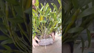 lets grafting different types orchid plants really simple techniques short plant [upl. by Fishbein625]