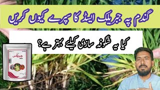 gibberellic acid function in plants When to spray Gibberellins on wheat plants Arshad Ali [upl. by Nnyladnarb]