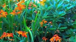 Crocosmia x crocosmiiflora  Montbretia [upl. by Thar619]