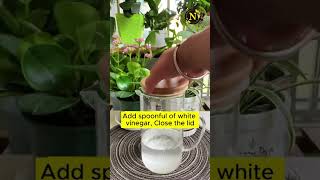 Stimulate plant roots with baking soda gardening youtubeshorts youtube shorts shortvideo [upl. by Wj]