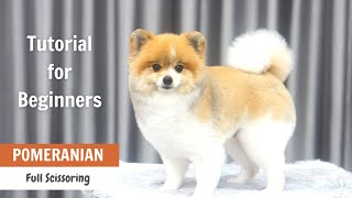 Pomeranian Grooming Tutorial for Beginners  ASIAN CUTE DOGS [upl. by Anaiq]