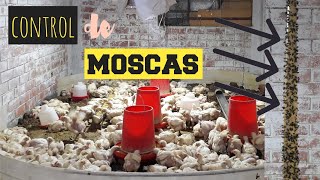 Control de moscas en nuestro galpón POLLOS DE ENGORDE [upl. by Longan]