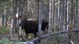 Chasse à lorignal à larc  Bow moose hunting in Quebec [upl. by Martelle]