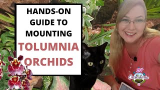 Mounting Tolumnia Orchids Hands on Guide To Mounting Orchids on Trees [upl. by Serica]