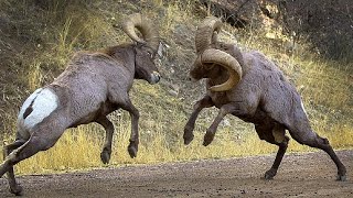 Rams Battles Butting of Rams That Makes Mountains Tremble [upl. by Yerag]