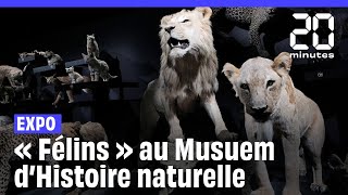 « Félins » l’exposition au poil du Muséum d’Histoire naturelle [upl. by Rolyab]