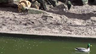 Lion hunting and attacks duck at Amsterdam zoo [upl. by Ahsilef]