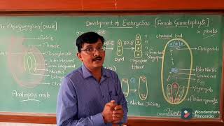 Embryosac  Development of Female Gametophyte in plants cl XII CBSE  IP amp NEET [upl. by Nimoynib]