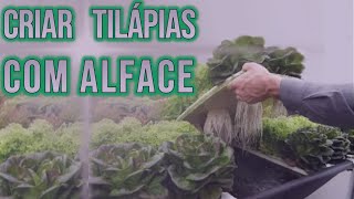 Como criar Tilapia com Alface organica em casa [upl. by Pliam754]