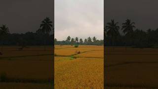 Kollengode 💛 Palakkad Kerala Nostalgic Kerala [upl. by Eleik]