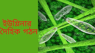 euglena এর দৈহিক গঠন [upl. by Eleda630]