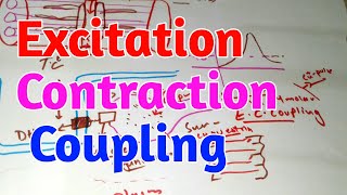 Excitation Contraction Coupling skeletal Muscles Guyton chapter 7 [upl. by Eirrok]