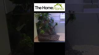 🐠 How to Make a Stunning Shrimp Tank   Watch The Full Video 🌿  3 gallon planted Tank [upl. by Halilad]