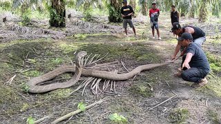 PENANGKAPAN SOSOK ULAR KING COBRA RAKSASA DI KEBUN SAWIT KALIMANTAN  KING COBRA  ULAR [upl. by Ynaitirb31]