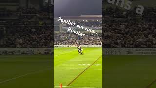 Panther out runs the Rooster nrl penrithpanthers sydneyroosters football nrlfinals penrithpark [upl. by Yrrum773]