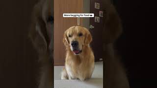 Oscar’s good things 😅 oscarwonderpup goldenretriever trending funny lazy dogshorts [upl. by Shermy989]