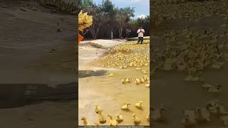 Why Do the Chinese THROW Ducks in Ponds 😳 [upl. by Jelle]