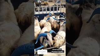 Gudur goat market  Premium quality sheep 2024 bakrid [upl. by Nekal]