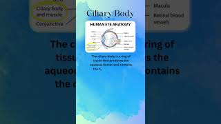 THE EYE  CILIARY BODY  FUNCTION [upl. by Dolhenty]