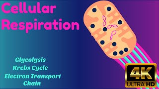 Tricks To Learn KREB CYCLE GLYCOLYSIS and Electron Transport Chain [upl. by Lladnar]