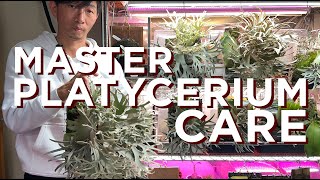 Grow Beautiful Platycerium FAST  Master Care Tips By Taiwanese Expert shijak0526 [upl. by Ainotahs]