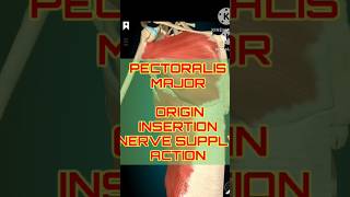 Pectoralis Major Breakdown Origins Nerves amp Actions  shorts shortfeeds [upl. by Bratton]