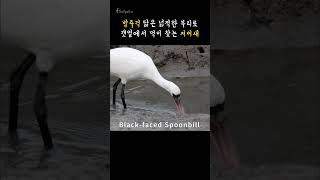 궁평항 갈매기 저어새 Blackfaced Spoonbill [upl. by Primrose]