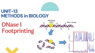 DNAse footprinting  how it works [upl. by Tamara197]