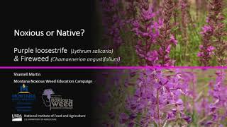 Noxious or Native Purple loosestrife Lythrum salicaria and Fireweed Chamaenerion angustifolium [upl. by Welbie]