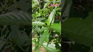 বাসক গাছের এত গুণ Justicia adhatoda plants botany plantmedicine herbalmedicine lifecraftiqbal [upl. by Ateekram271]