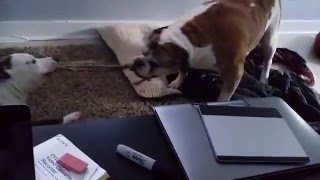 FUNNY Bulldog Vs Pitbull tug of war [upl. by Othilia]