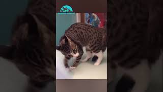 Fous Rires Mondiaux  Les Animaux les Plus Drôles en Action  🌍🐾😂 ViralVideo [upl. by Jillana182]