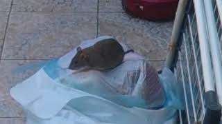 Un rat dans le sac poubelle  A rat in the refuse bag [upl. by Atnicaj]