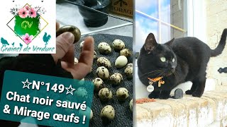 ☆N°149☆ Chat noir sauvé 🐈‍⬛ amp Œufs sous plaque chauffante  pas mal Mirage Vermifuge pour tous [upl. by Noitna]