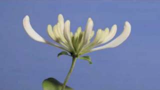 Lonicera periclymenum Belgica flower timelapse [upl. by Lluj]